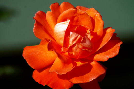 644571 (a): :2710x1800